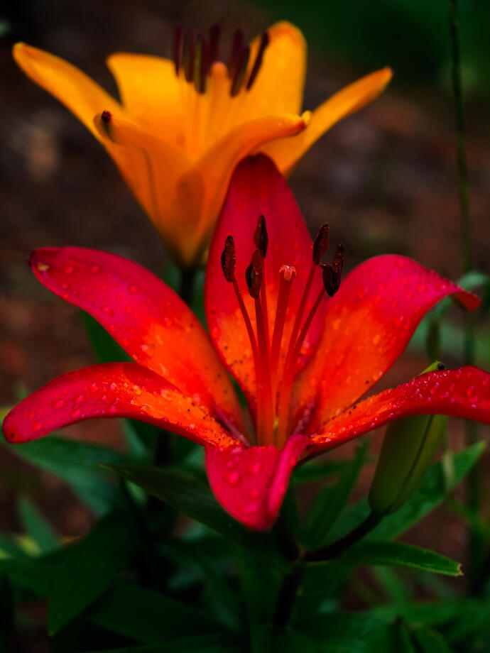 Orange Tiger Lilies A red-orange tiger lily with water droplets blooms in front of a golden-orange lily.