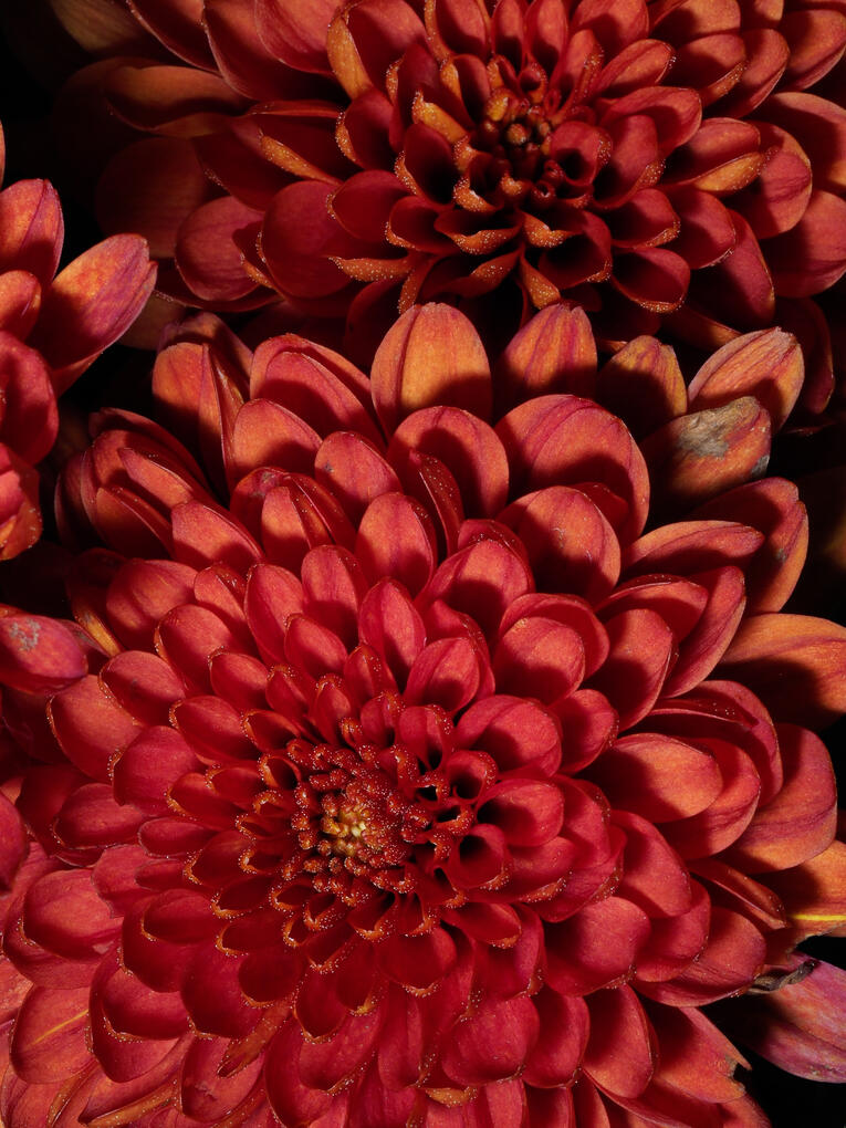 Red flower Close up of red flower